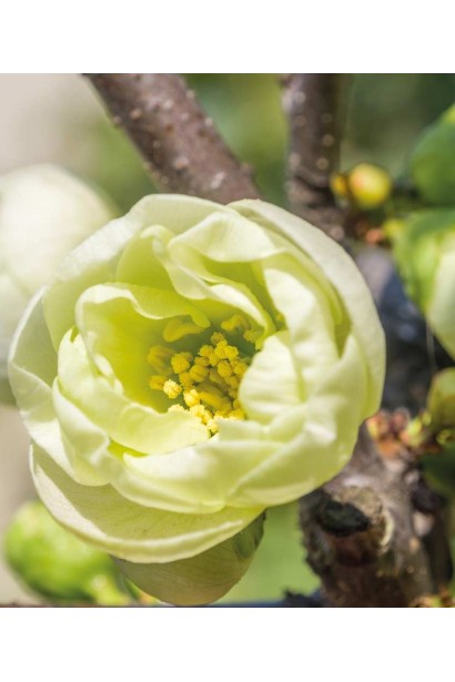 Айва красива Юкіготен